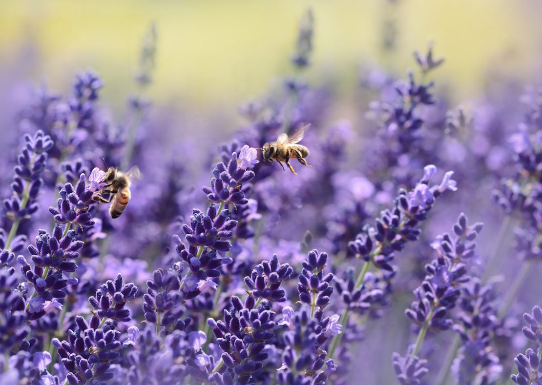 fresh lavender