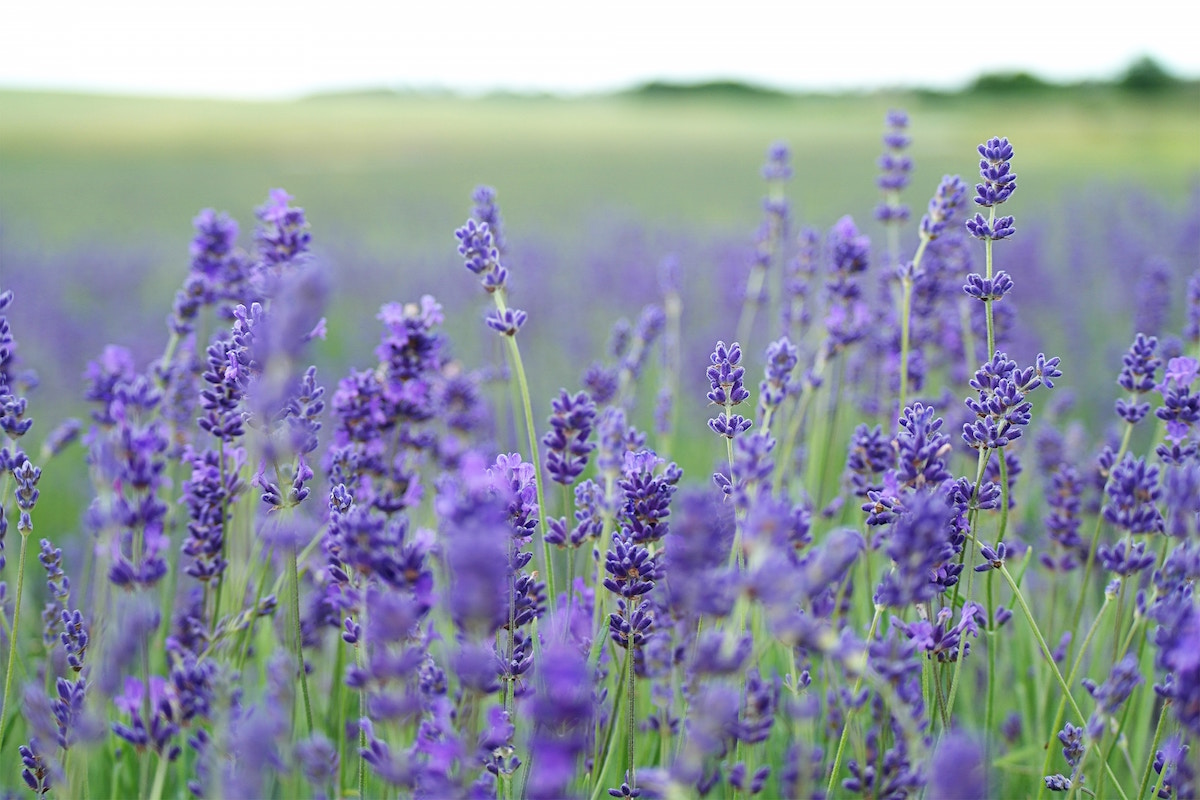 Try A Cooling Herbal Compress for Hot Summer Days | Herbal Academy | One way to keep the heat at bay while enjoying summer weather is to make a cooling herbal compress from herbs like peppermint, yarrow, and chamomile.