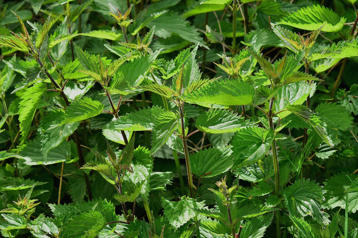 nettles growing outside