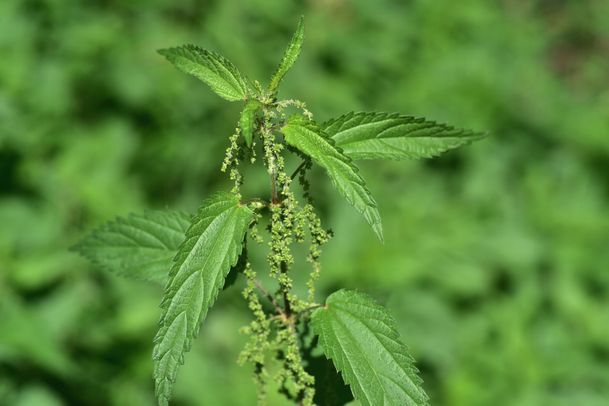 nettle plant with seeds