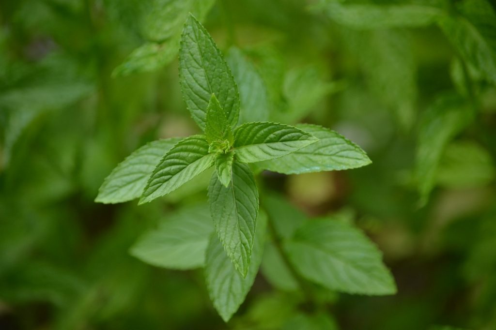 DIY Natural Citronella Candles | Herbal Academy | Learn how to make citronella candles from beeswax, essential oils, and dried herbs to repel mosquitoes, flies, and other insects.