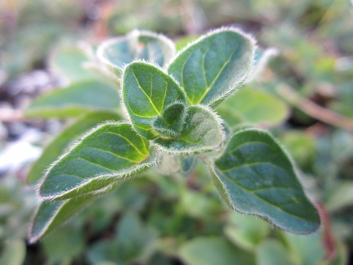 oregano growing outside