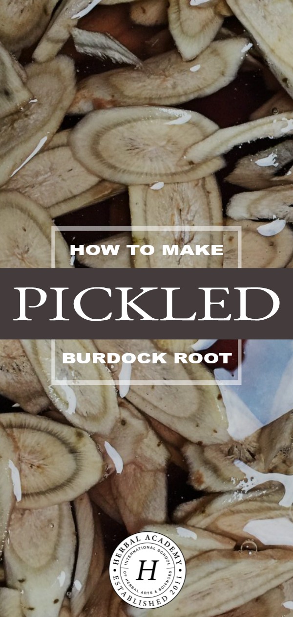 How To Make Pickled Burdock Root | Herbal Academy | Here's a simple recipe for pickled burdock root. By following this recipe, you can preserve some of burdock's beneficial properties to enjoy as a yummy snack year-round.