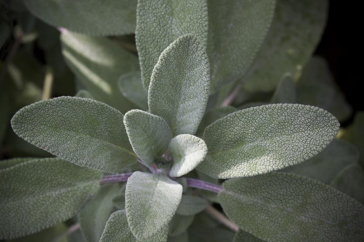 3 Last-Minute Ways To Use Sage Before The Growing Season Ends | Herbal Academy | If you’re looking for ways to use your fresh sage before cold weather comes and the harvest period passes, here are 3 last-minute ways to use sage.