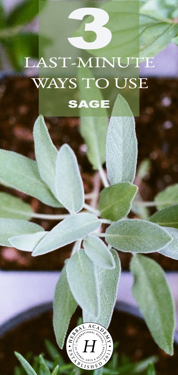 3 Last-Minute Ways To Use Sage Before The Growing Season Ends | Herbal Academy | If you’re looking for ways to use your fresh sage before cold weather comes and the harvest period passes, here are 3 last-minute ways to use sage.