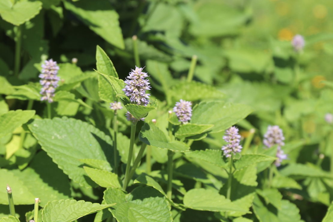 Anise vs. Anise Hyssop: What's the Difference? – Herbal Academy