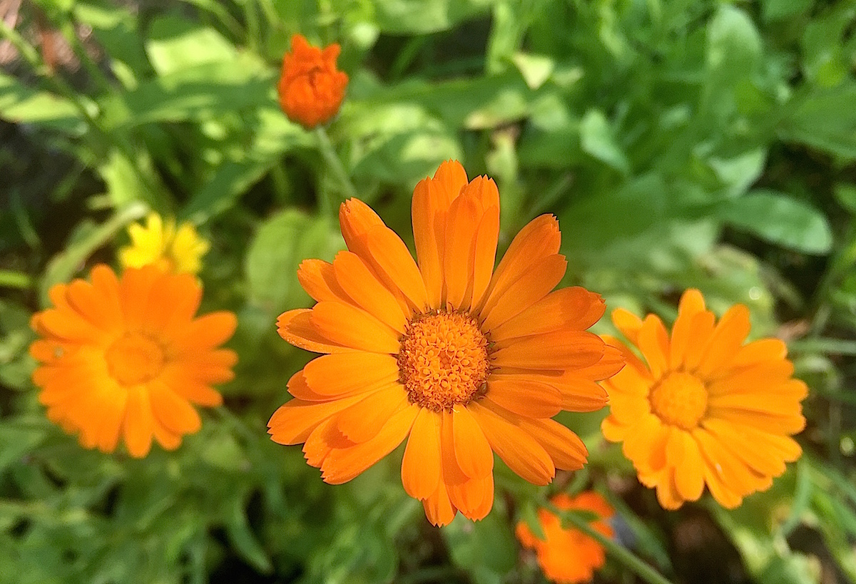 Calendula flowers growing in the garden