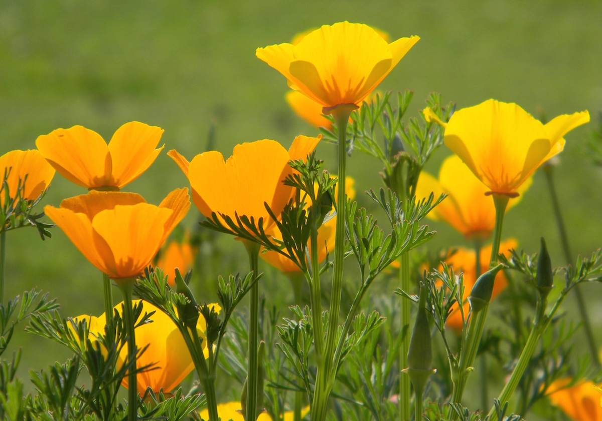 7 Best Plants for a Beginner's Herb Garden | Herbal Academy | In this article, we share seven easy-to-grow and useful herbs for a beginner’s herb garden, along with tips for using and growing each one. 