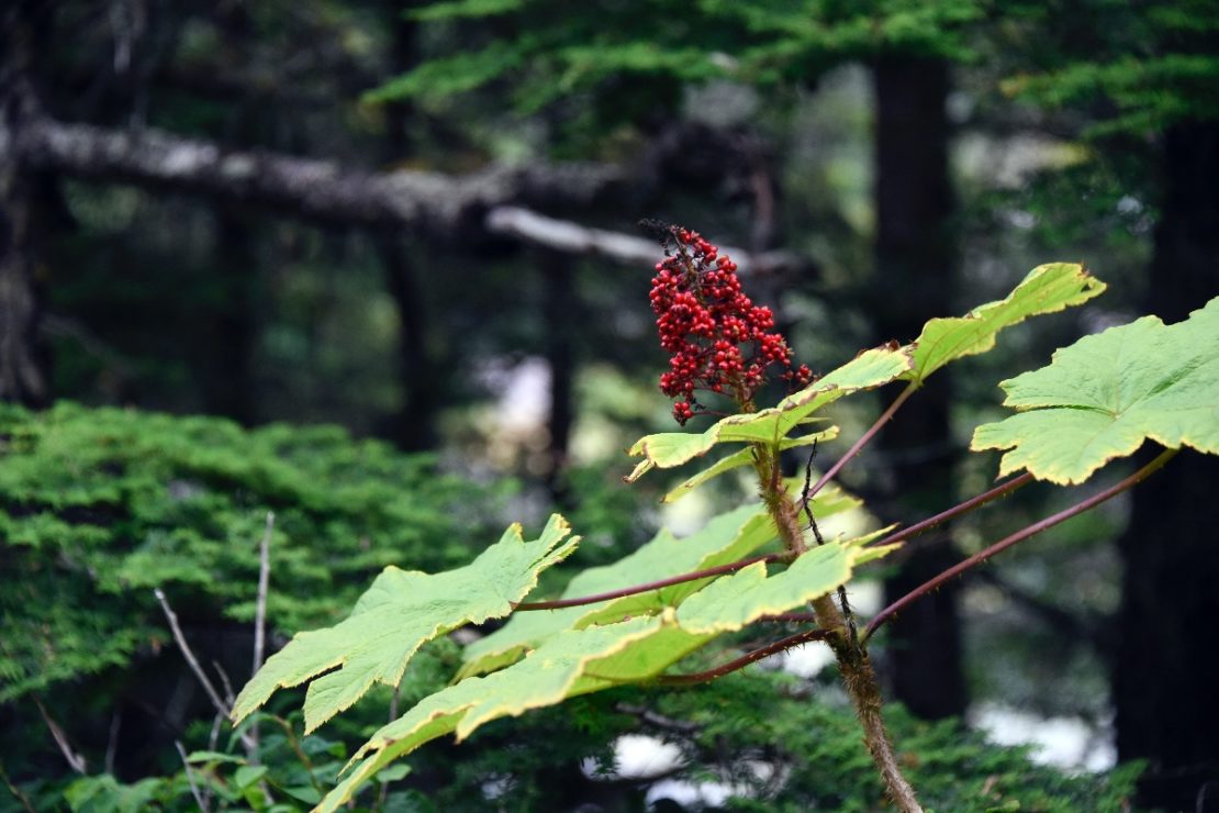 Adding Devil’s Club to your Materia Medica | Herbal Academy | Devil's club is a useful plant to have in one's materia medica. In this post, we'll explore and deepen our knowledge and understanding of this herbal ally.