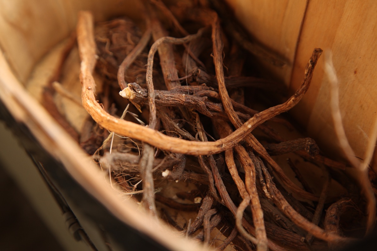 Herbal Roots 101: How to Prepare and Use Roots for Wellness | Herbal Academy | Use herbal roots for wellness! In this post, you'll learn when to harvest roots, how to prepare them for use, and you'll even find several recipes to try.
