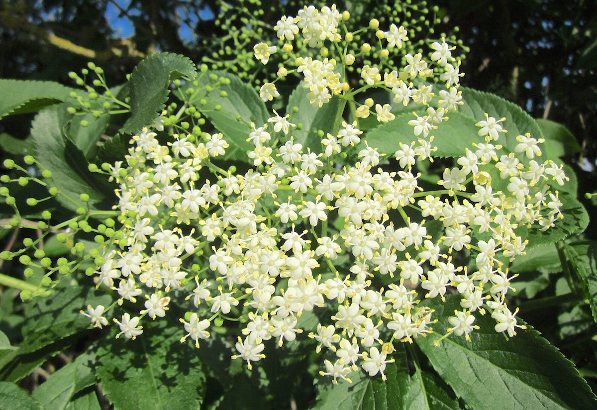 closeup of elderflowers