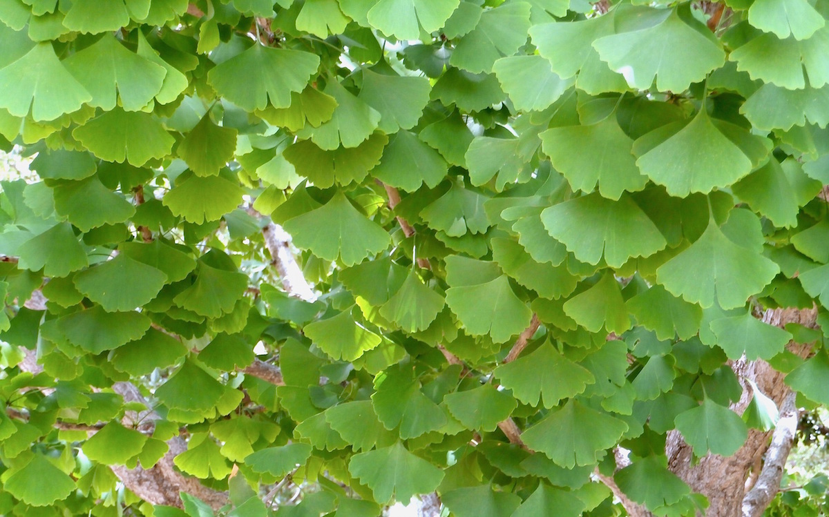 hanging ginkgo leaves