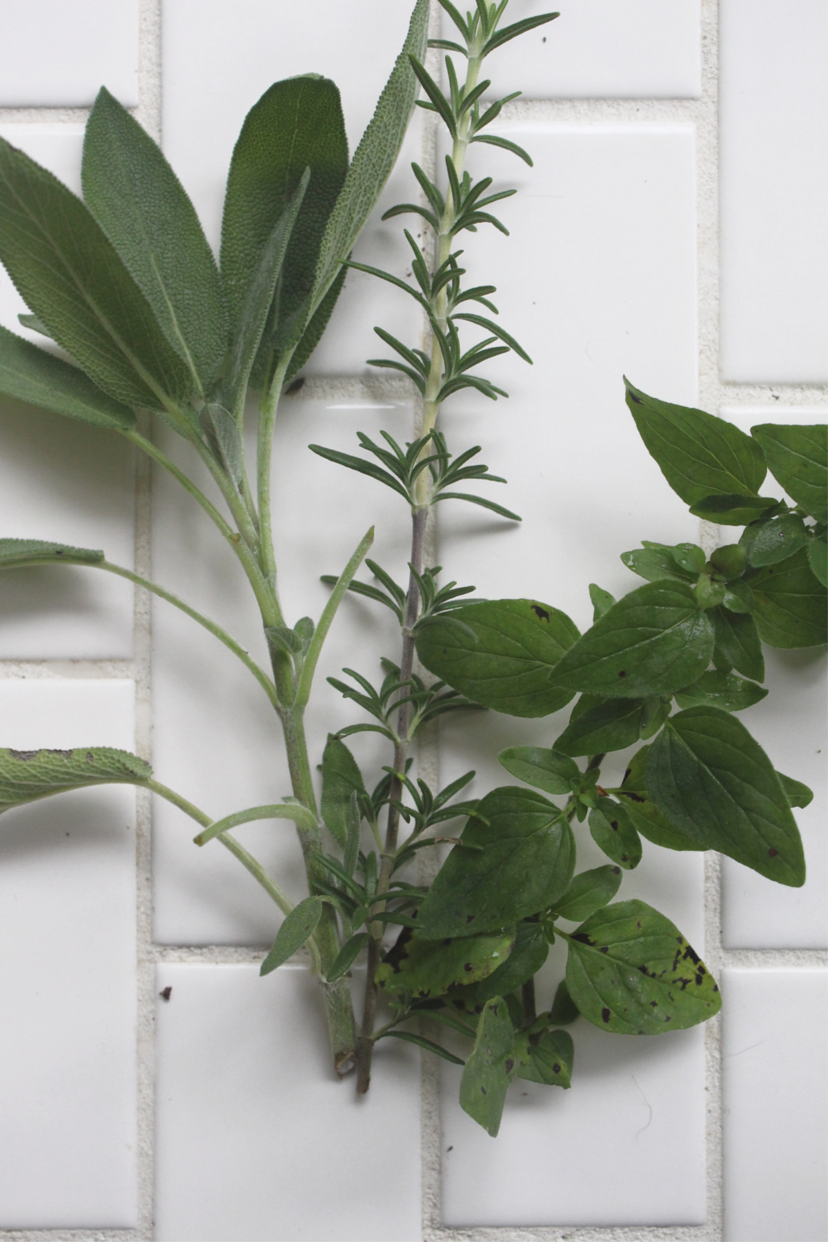 How To Make DIY Herbal Soup Rings | Herbal Academy | Take your water-based foods to the next level by using these herbal soup rings to amp up the flavor and nutritional benefits! Learn to make them in this post.