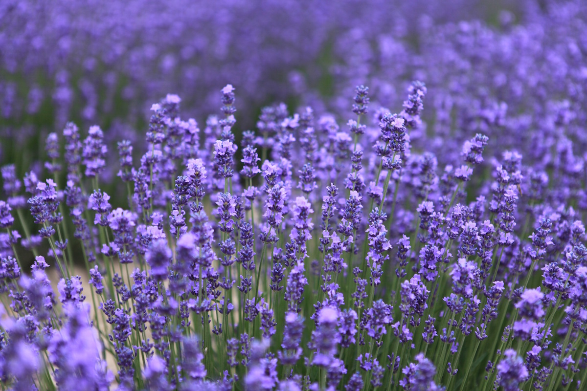 Lavender growing in a field