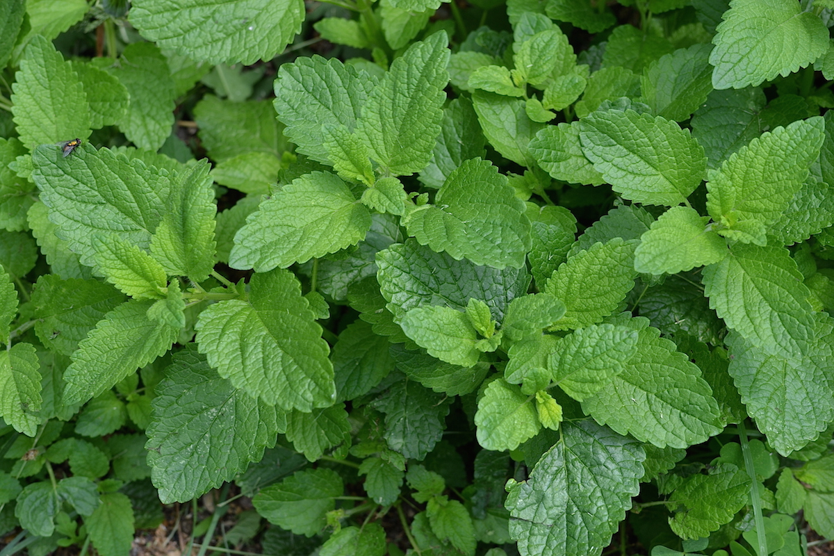 Calming Tea Recipe & Natural Stress Management (With Video!) | The Herbal Academy | Simple lifestyle practices to go-to formulas, like our Calming Tea Recipe, can help us better manage and cope with stress naturally.