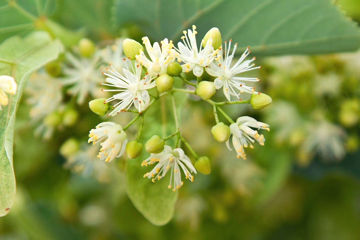 Urban Moonshine on Finding Joy | Herbal Academy | Join guest speaker, Jovial King, as she speaks on using herbs for bring joy into everyday life.