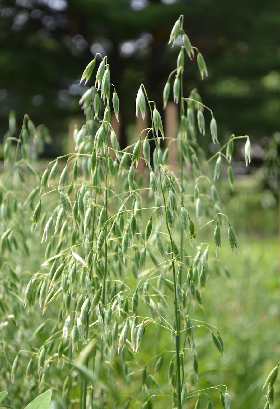 Oat (Avena sativa) growing in the wild can be helpful for supporting work-life balance