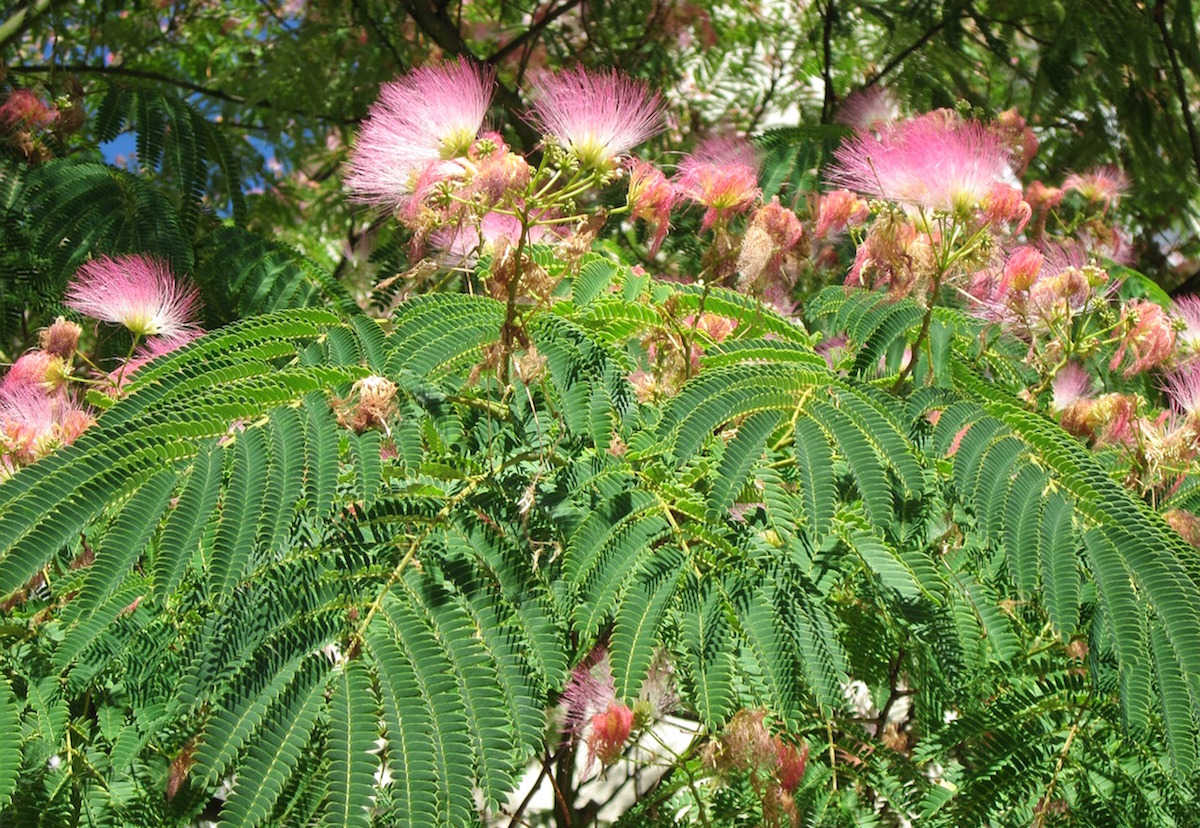 Practices and Herbs for Happiness | Herbal Academy | This article explores practices and herbs for happiness, elucidating practical ways in which you can take steps toward greater wellbeing. 