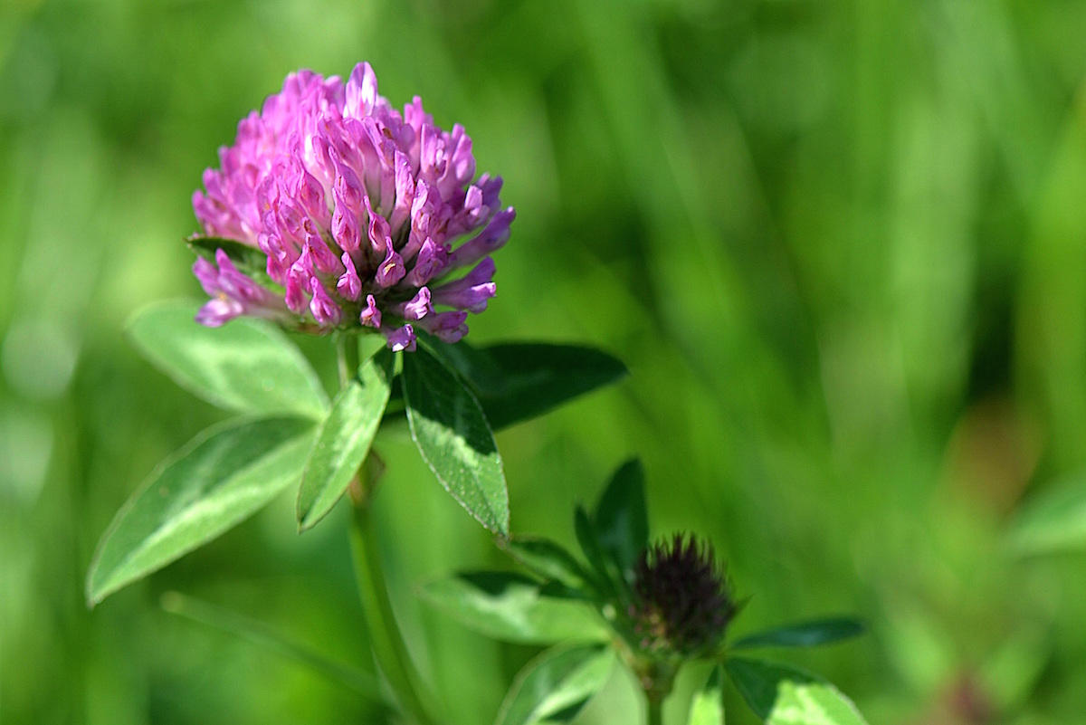 closeup of red clover