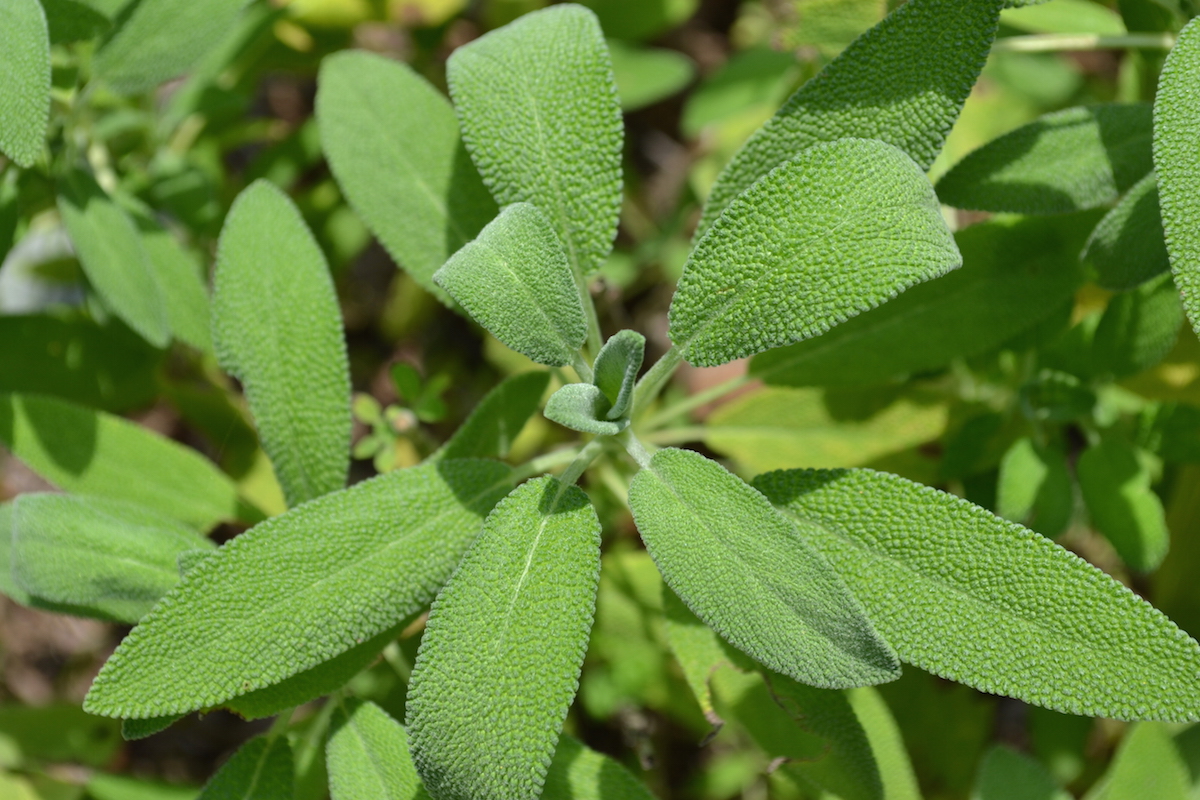 sage growing outside