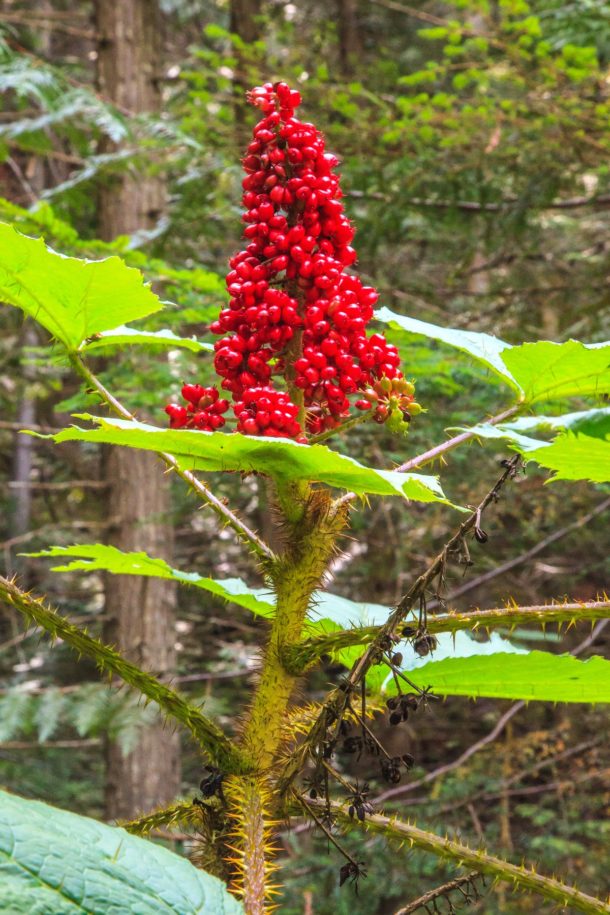Adding Devil’s Club to your Materia Medica Herbal Academy