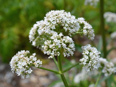 getting to know the valerian plant by Herbal Academy