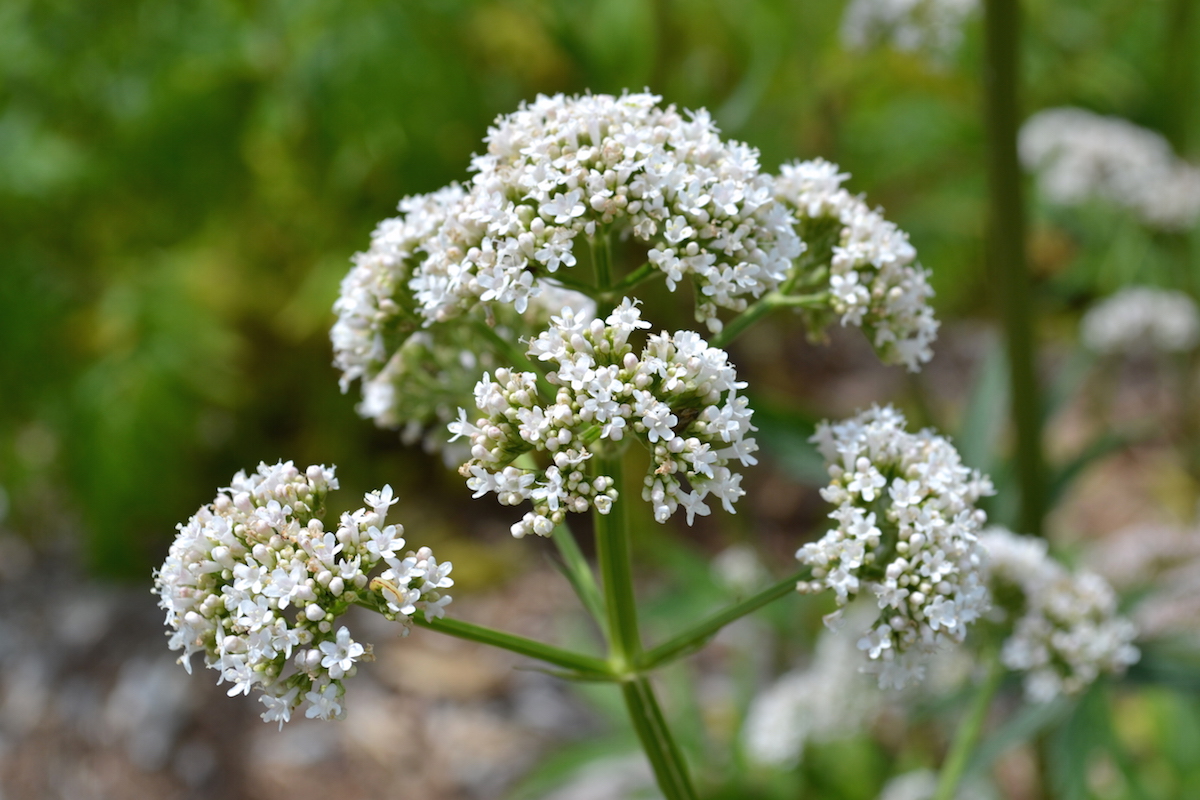 Calming Canine Herbs for Your Four-Legged Friends | The Herbal Academy | Calming canine herbs like chamomile, catnip, skullcap, and valerian can help soothe and nourish your pet’s nervous system.