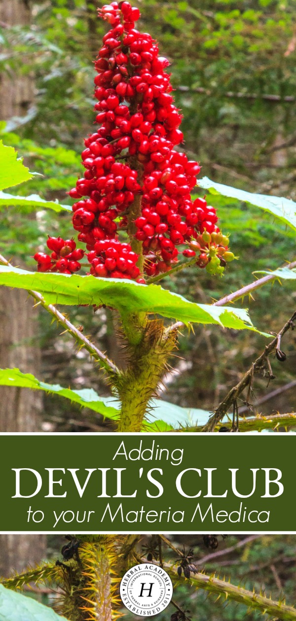 Adding Devil’s Club to your Materia Medica | Herbal Academy | Devil's club is a useful plant to have in one's materia medica. In this post, we'll explore and deepen our knowledge and understanding of this herbal ally.