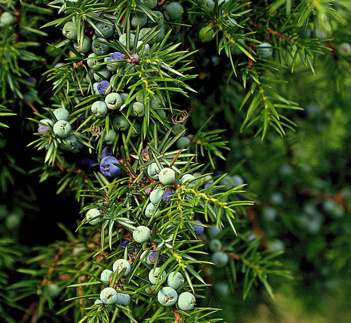 Juniper berries on tree