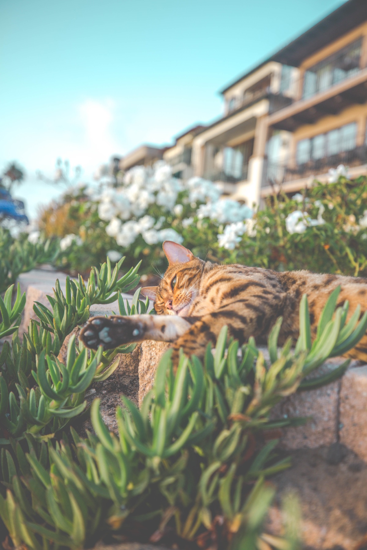 The Best and Worst Plants for Pets | Herbal Academy | While there are many plants that are safe for domestic animals, there is also a list of plants that are toxic. Here's the best and worst plants for pets.