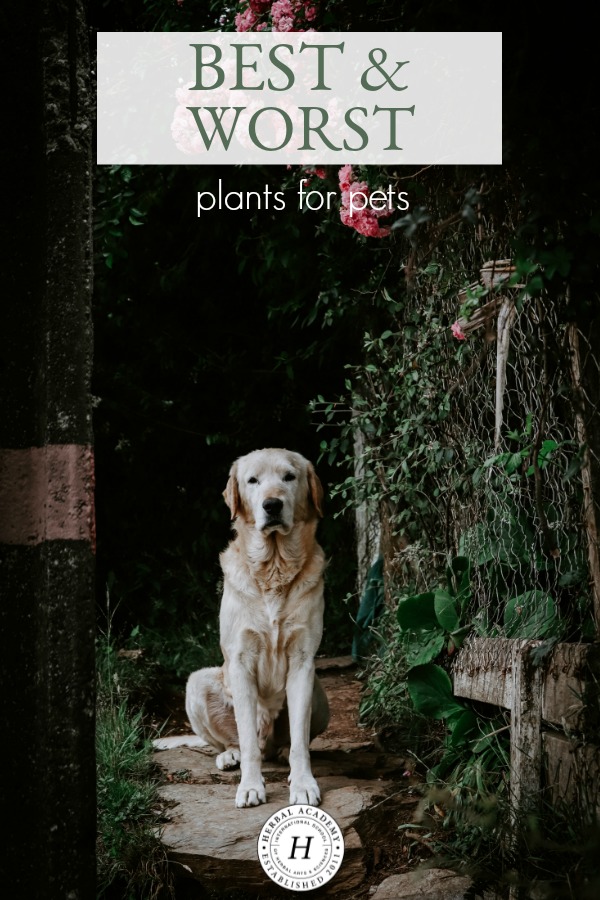 The Best and Worst Plants for Pets | Herbal Academy | While there are many plants that are safe for domestic animals, there is also a list of plants that are toxic. Here's the best and worst plants for pets.