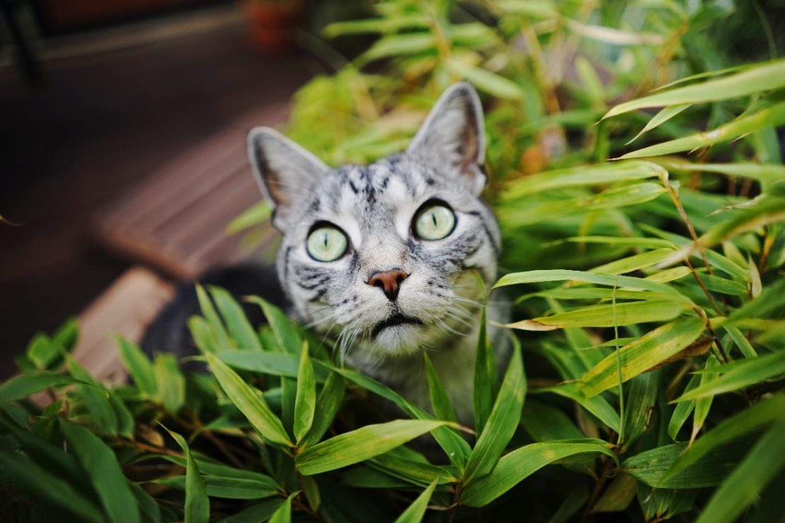 The Best and Worst Plants for Pets | Herbal Academy | While there are many plants that are safe for domestic animals, there is also a list of plants that are toxic. Here's the best and worst plants for pets.