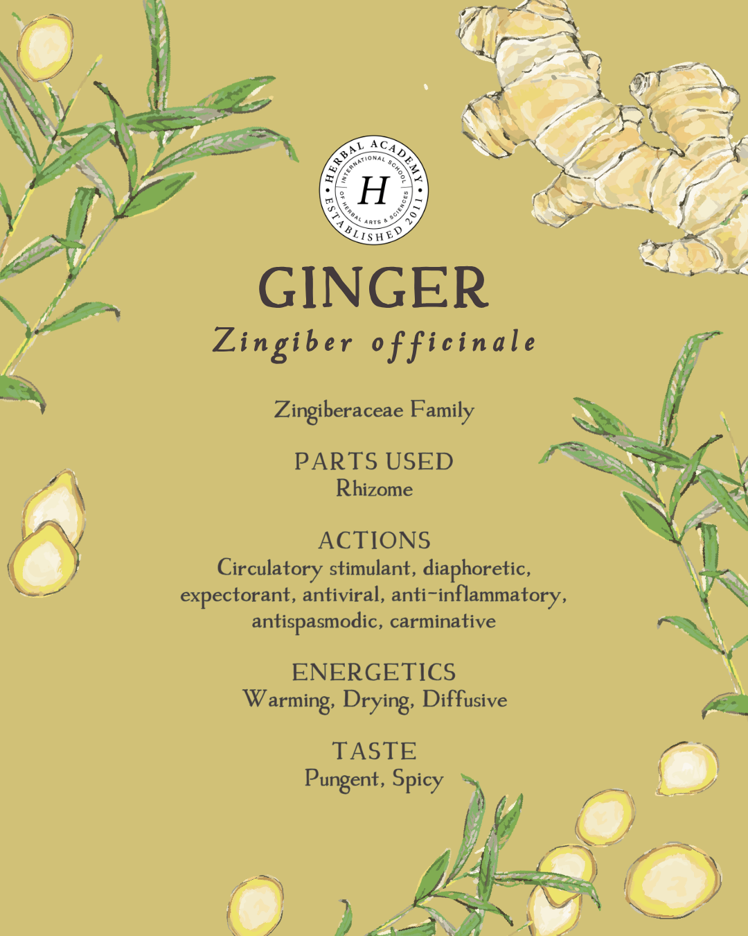 6 Ways to Use Ginger Every Day by Herbal Academy