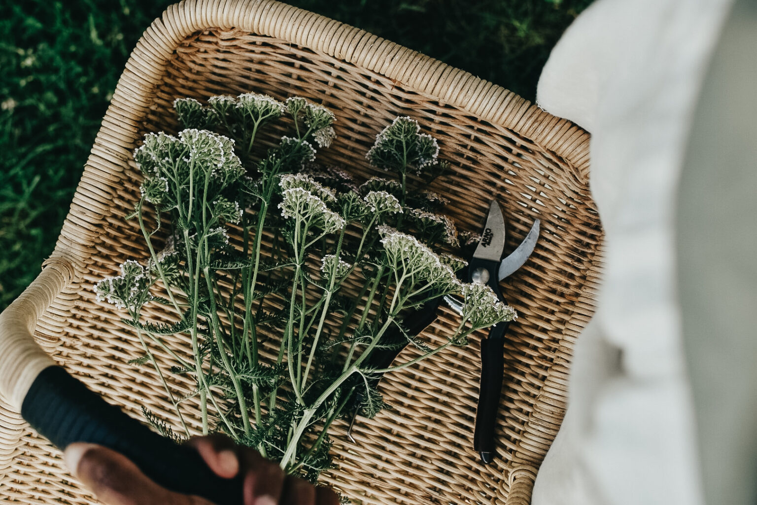 Professional Herbalist Path Package Herbal Academy Online Herbalism Courses