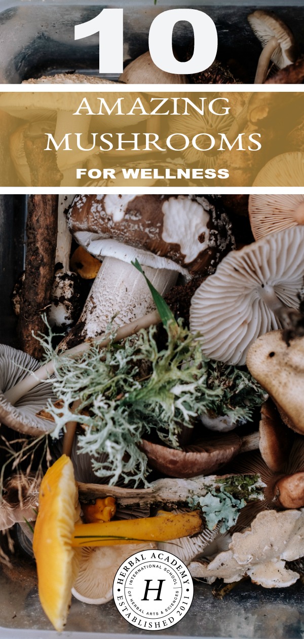 10 Amazing Mushrooms For Wellness (+ Free Mushroom Download) | Herbal Academy | Learn how you can use 10 amazing mushrooms for wellness, and get a free mushroom graphic download to help you remember them too.