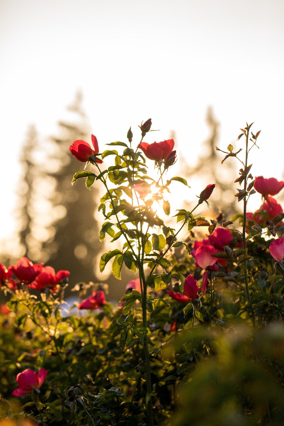 How To Use Rose for Grief Support | Herbal Academy | Rose has many uses during states of grief. Learn how rose can soothe the human spirit during grief as well as some simple recipes for use in this post.