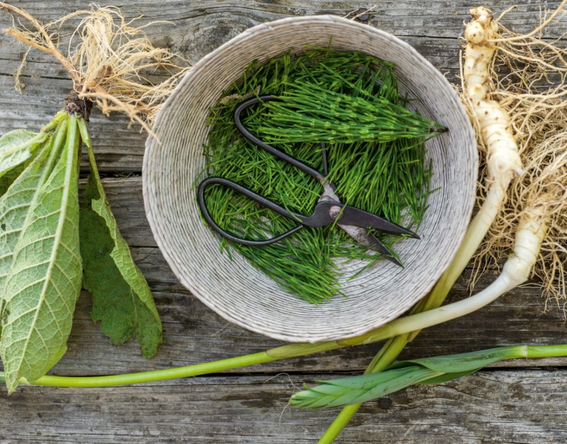 5 Herbs To Support A Body in Pain | Herbal Academy | Herbalist Maria Noël Groves teaches about herbs for pain and how they can come to our assistance during times of need.