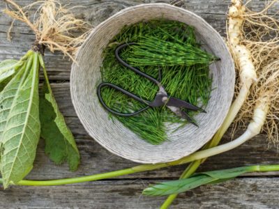 5 Herbs To Support A Body in Pain | Herbal Academy | Herbalist Maria Noël Groves teaches about herbs for pain and how they can come to our assistance during times of need.