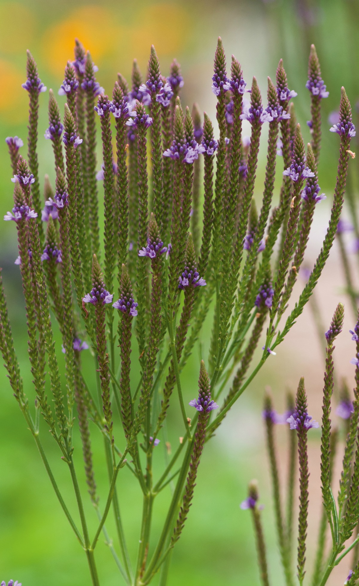 5 Herbs To Support A Body in Pain | Herbal Academy | Herbalist Maria Noël Groves teaches about herbs for pain and how they can come to our assistance during times of need.