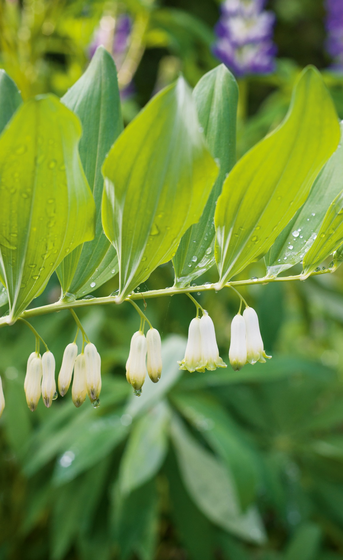 solomon's seal growing outside