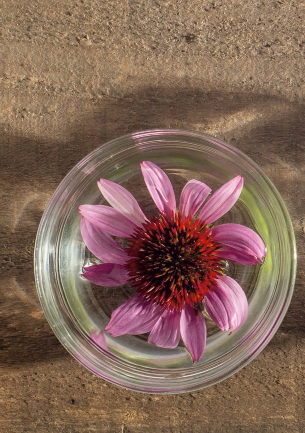 5 Herbs To Support A Body in Pain Herbal Academy