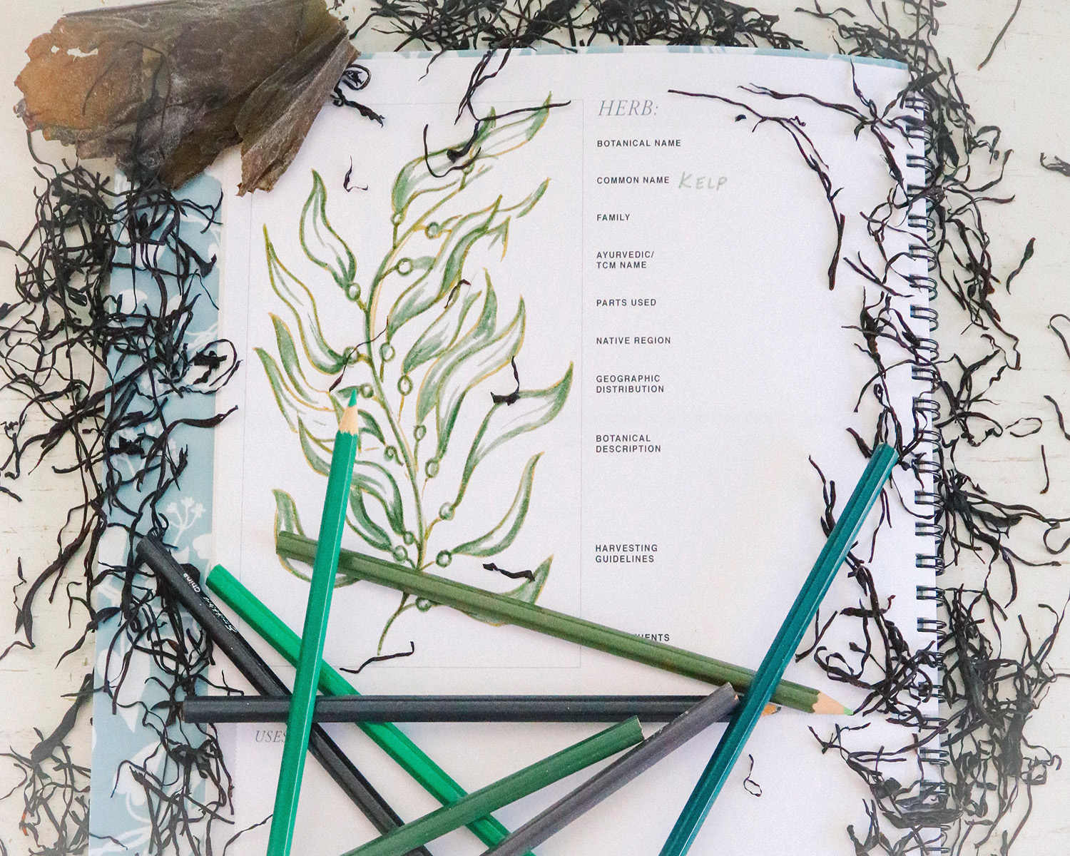 Seaweed 101: What You Need To Know | Herbal Academy | Seaweed can be a nutritive, wellness-promoting, and tasty addition to your herbal formulas, diet, and self-care routine! Read on to learn more!