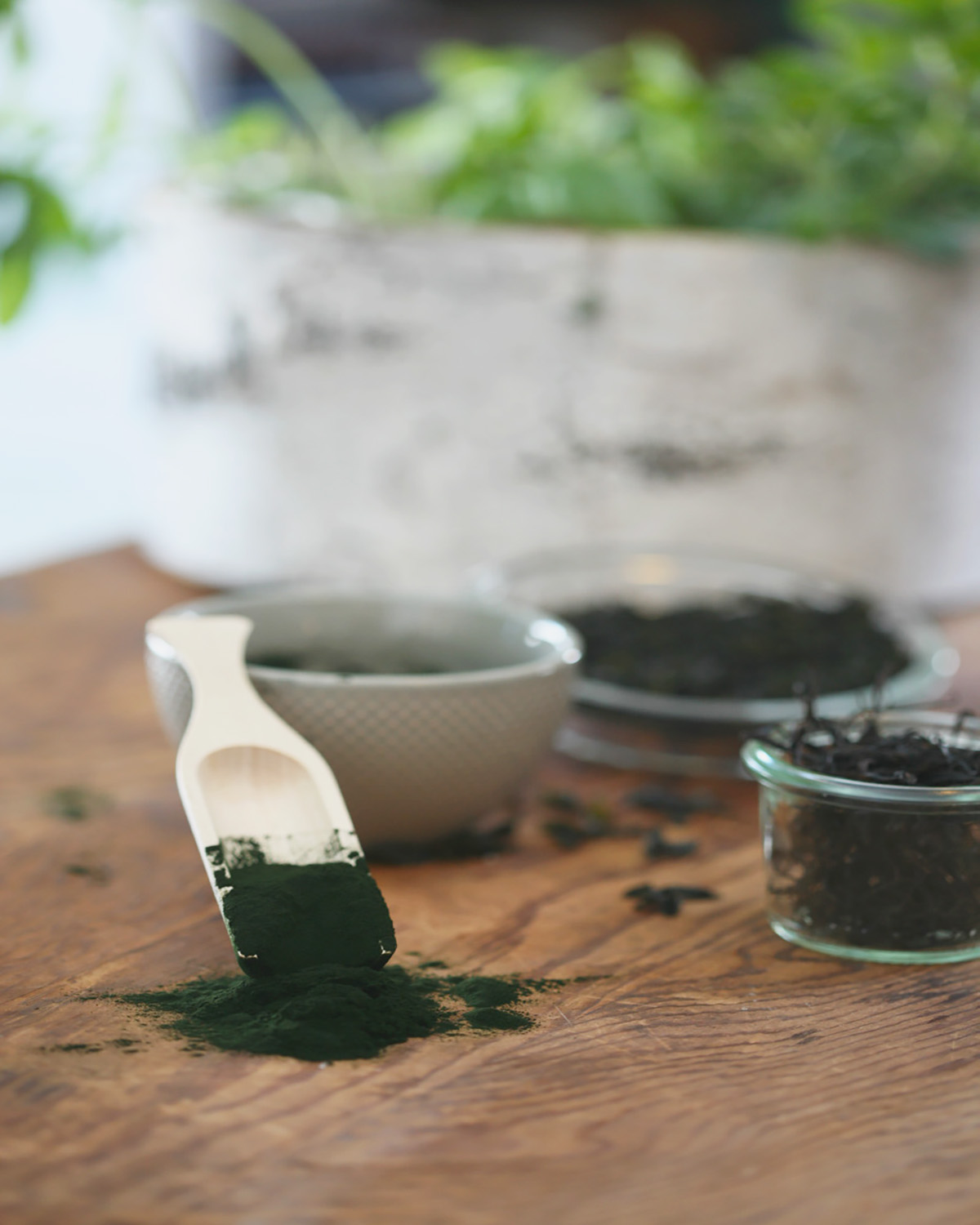 Seaweed 101: What You Need To Know | Herbal Academy | Seaweed can be a nutritive, wellness-promoting, and tasty addition to your herbal formulas, diet, and self-care routine! Read on to learn more!