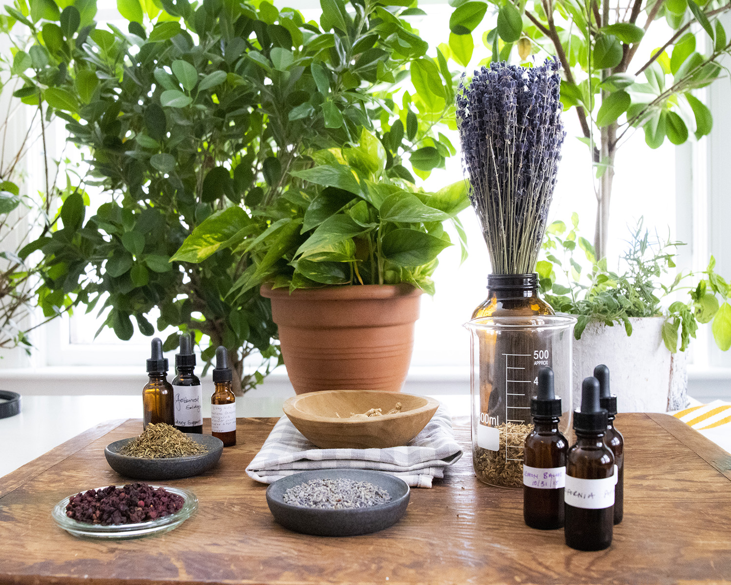 Herbal Travel Essentials For The Adventurous Traveler | Herbal Academy | If you're planning on some adventurous travel in the near future, this herbal travel essentials guide will help you find the herbs and preparations to take with you.