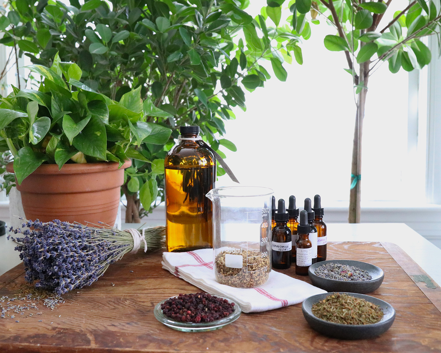 Herbal Travel Essentials For The Adventurous Traveler | Herbal Academy | If you're planning on some adventurous travel in the near future, this herbal travel essentials guide will help you find the herbs and preparations to take with you.