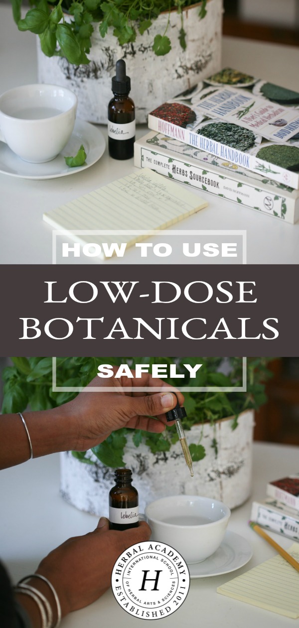 How To Use Low-Dose Botanicals Like Lobelia Safely | Herbal Academy | Learn what low-dose botanicals are and proper ways to use them safely. We'll look specifically at the herb lobelia (Lobelia inflata).