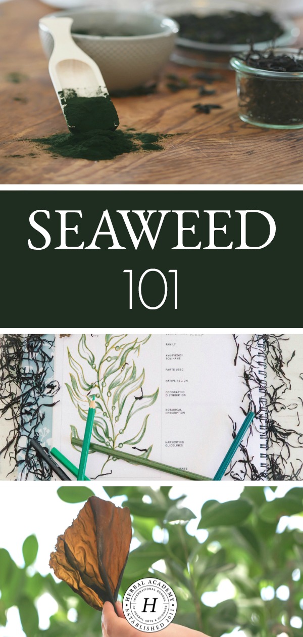 Seaweed 101: What You Need To Know | Herbal Academy | Seaweed can be a nutritive, wellness-promoting, and tasty addition to your herbal formulas, diet, and self-care routine! Read on to learn more!