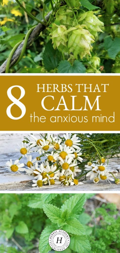 8 Herbs That Calm The Anxious Mind | Herbal Academy | Looking for some herbal support for your mind? If so, here are eight herbs you need to know about that help to calm the anxious mind.