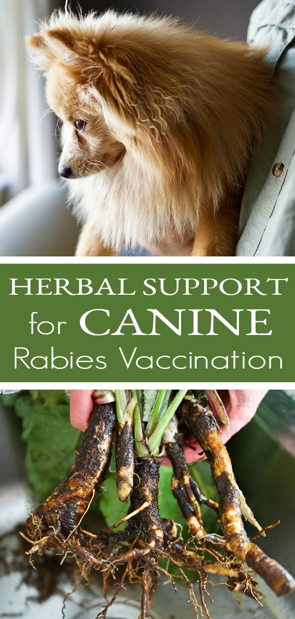 Herbal Support for Canine Rabies Vaccination | Herbal Academy | Learn how you can look to nature to help support your pet’s body before and after the canine rabies vaccination with the aid of herbs.