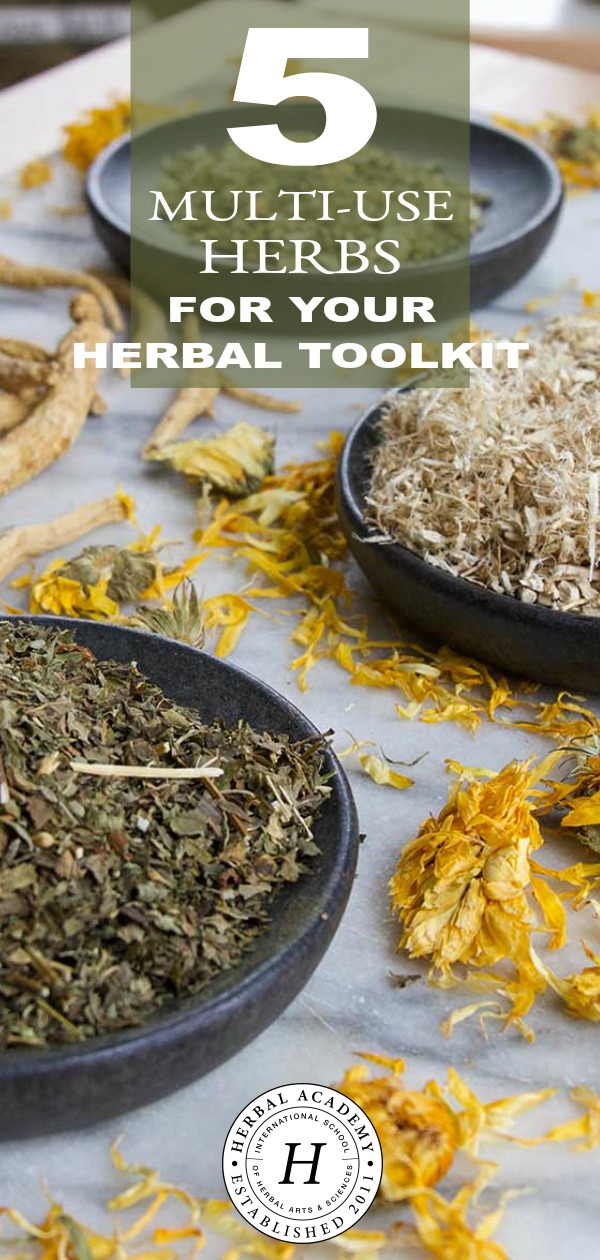 5 Multi-Use Herbs for your Herbal Toolkit | Herbal Academy | Choosing multi-use herbs that have numerous actions and uses can simplify your apothecary and allow you to have something on hand for common complaints.